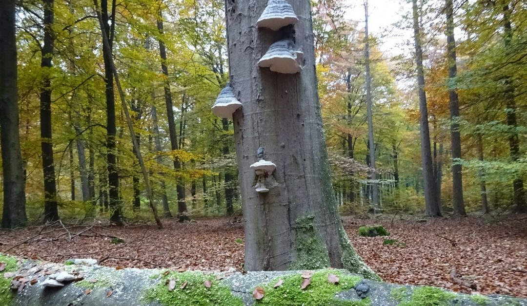 Natuur(lijk) vanzelfsprekend