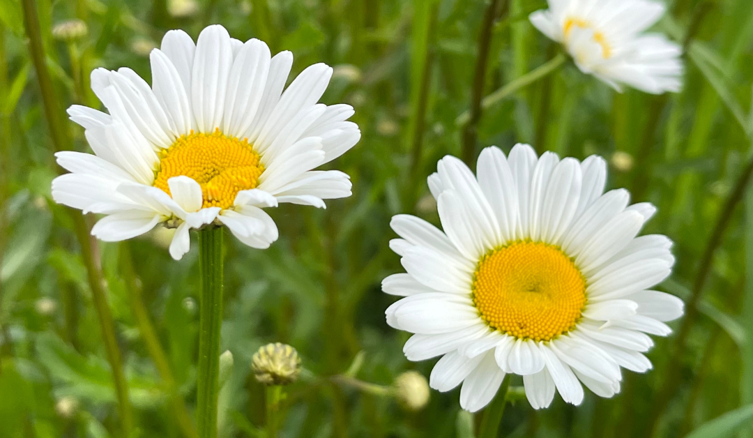 Wilde Bloemengenot